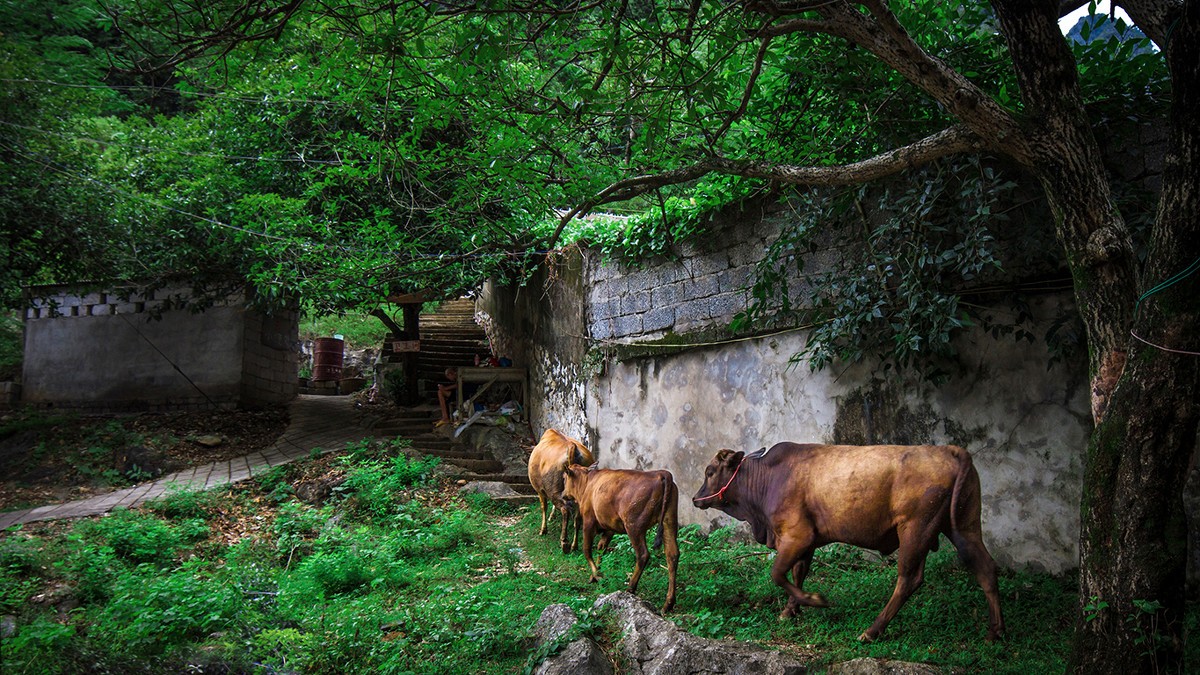 古鎮(zhèn)游玩，有一種說走就走的旅行