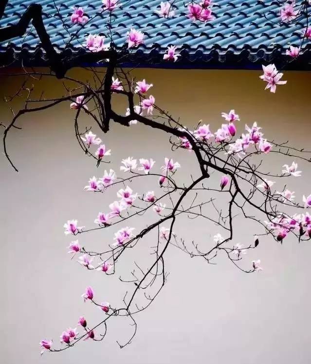 最美·古典中國園林