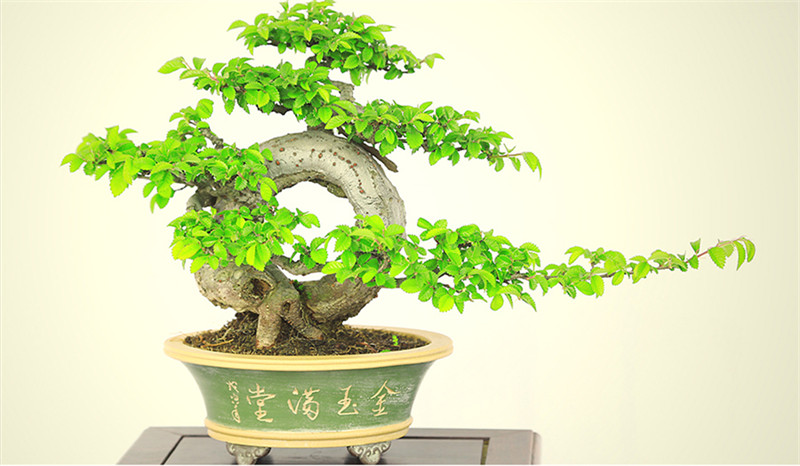 盆景作品云中旭日，榆樹小品盆景