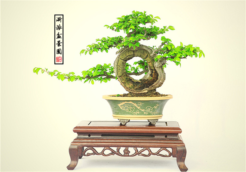 盆景作品云中旭日，榆樹小品盆景