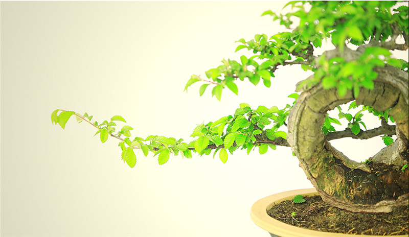 盆景作品云中旭日，榆樹小品盆景