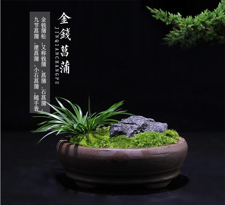 金錢菖蒲微景觀盆景