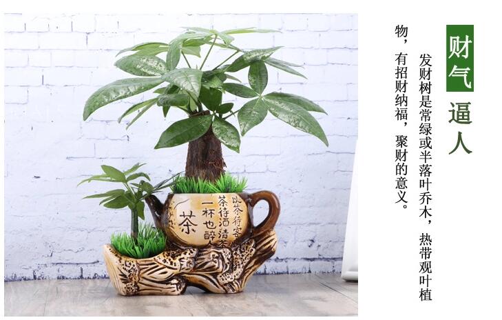 中國風(fēng)發(fā)財樹盆景