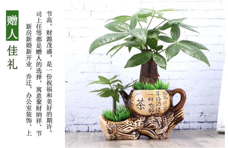 中國風(fēng)發(fā)財樹盆景