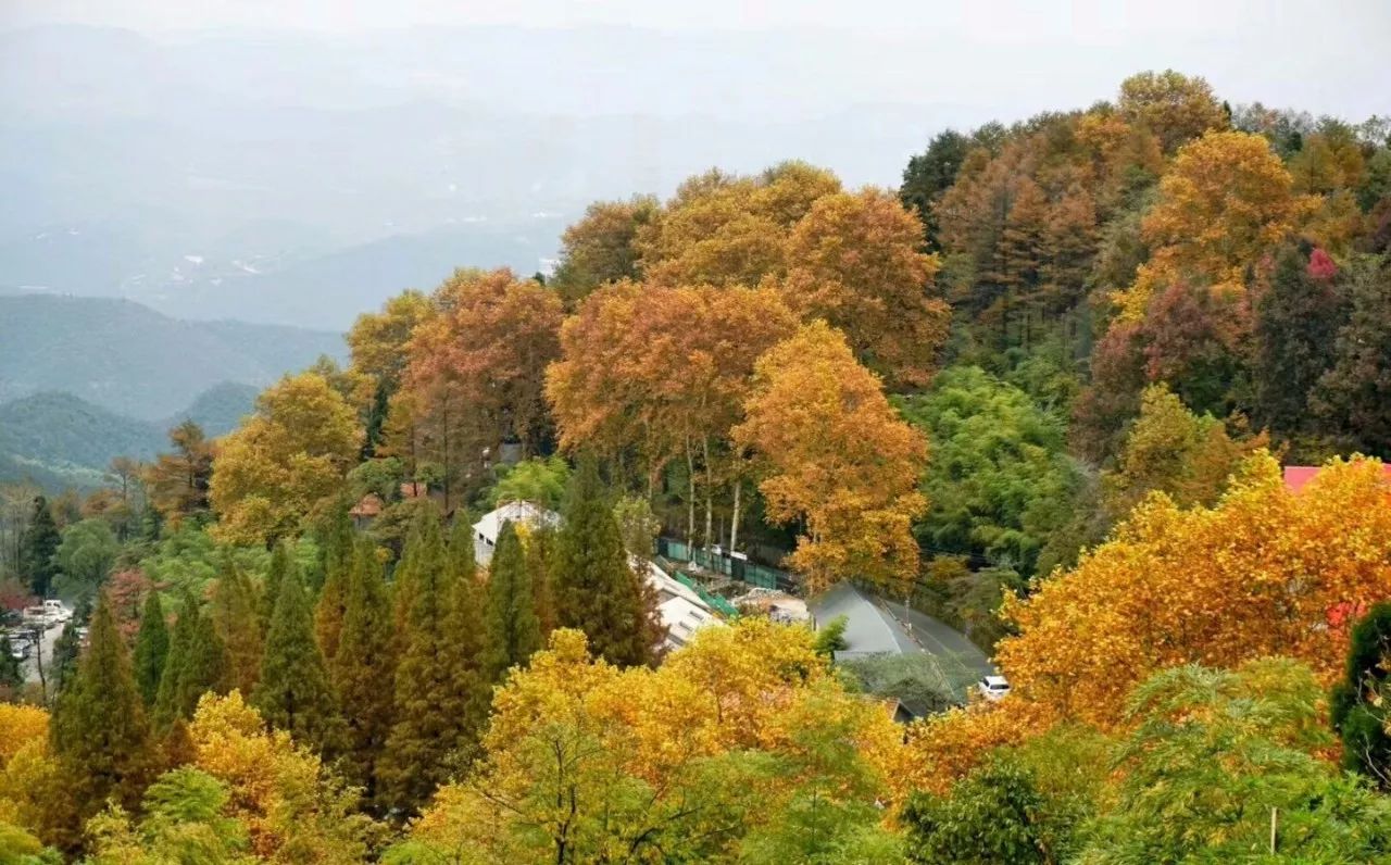 莫干山·西璞，睡進(jìn)梵高的畫里