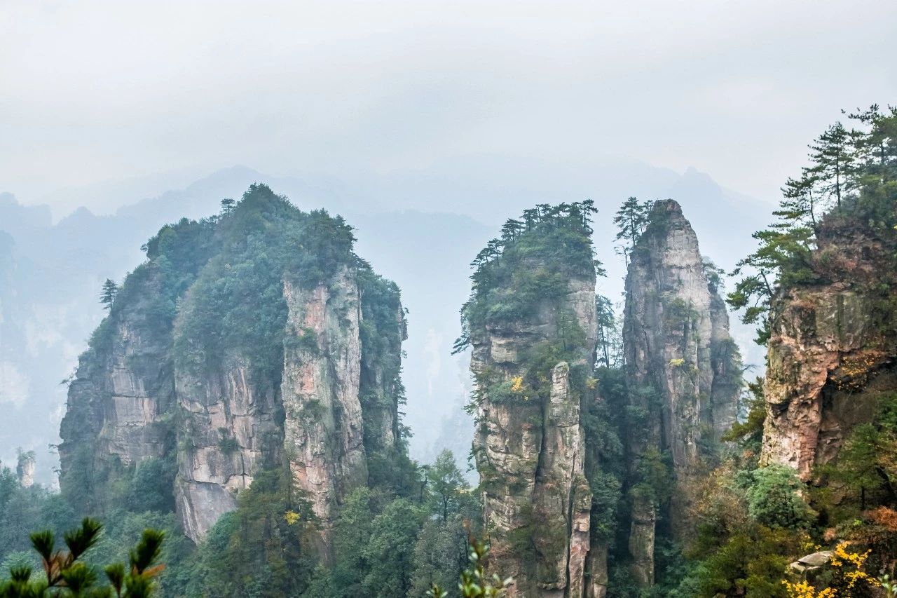 張家界·五號(hào)山谷，山谷在重生！