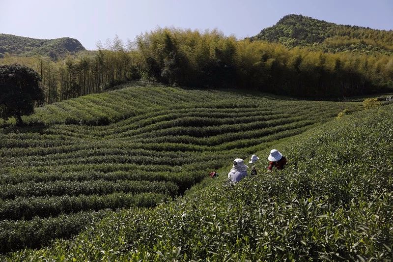 莫干山·梵谷，回歸自然的日子才是最難得
