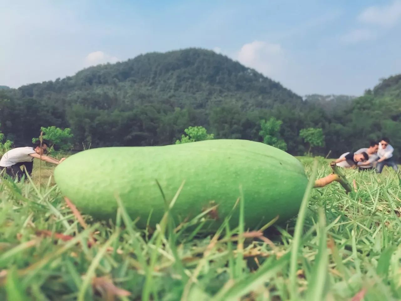 陽朔·芒果憶墅，用芒果記錄每一個(gè)美好瞬間