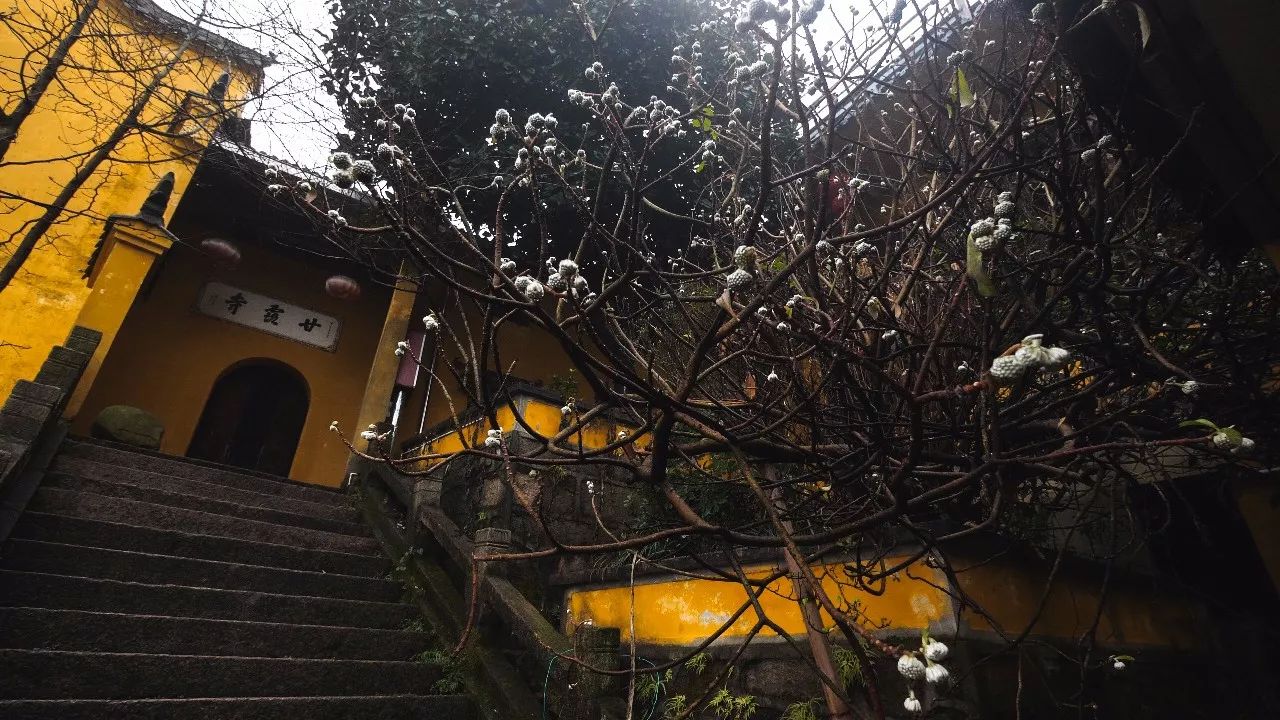 九華山·清竹里，延續(xù)和分享茶文化禪文化