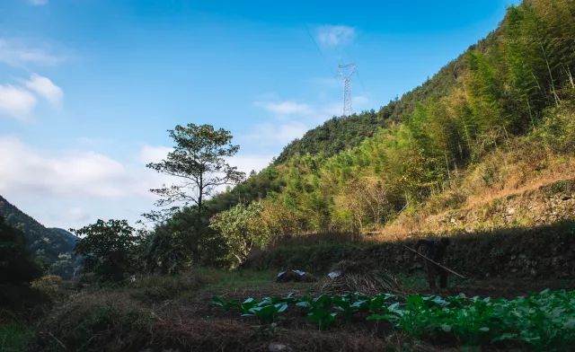 麗水·曼山居，依山而居便不知人間是何夕