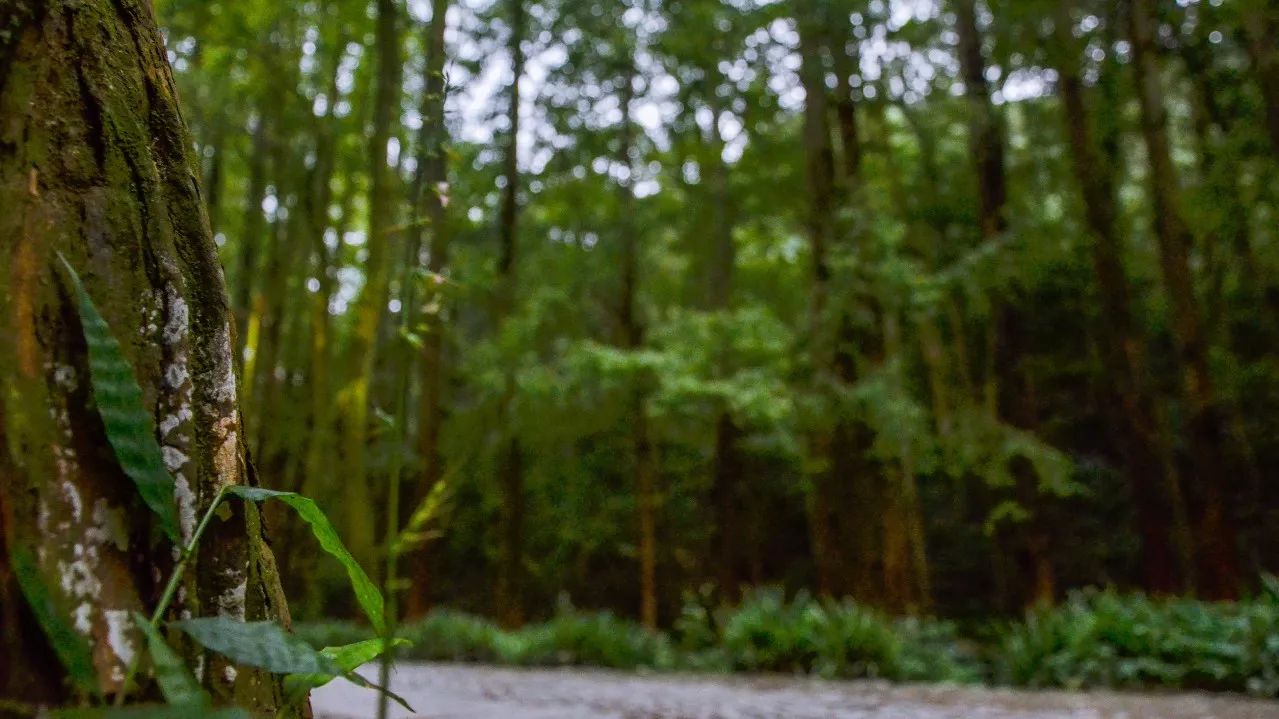 茶隱·喜在山舍，上有茶山下有九溪肆意虛度生活