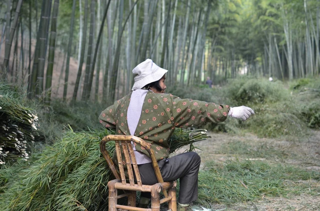 莫干山·趣舍一棵樹，置身山中與山林萬(wàn)物相連