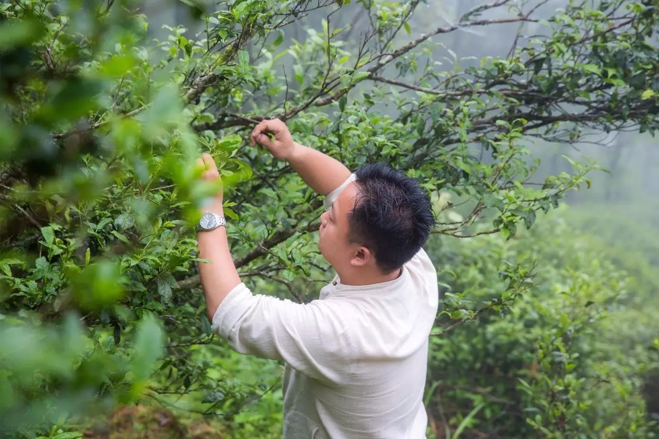 叢山茶境，一片天一座山忘了山外忘卻自己