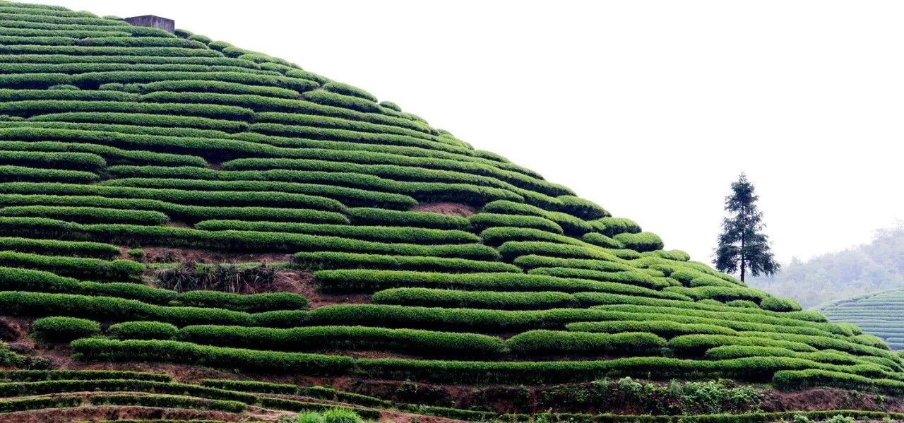 武夷山·山玖如意莊，一杯清茶一萬個(gè)品茶人