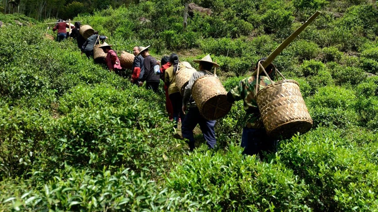 武夷山·山玖如意莊，一杯清茶一萬個(gè)品茶人