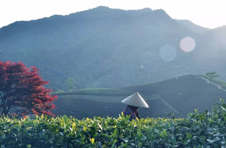 茗墅茶莊園，西湖以外的西湖