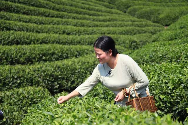 茗墅茶莊園，西湖以外的西湖