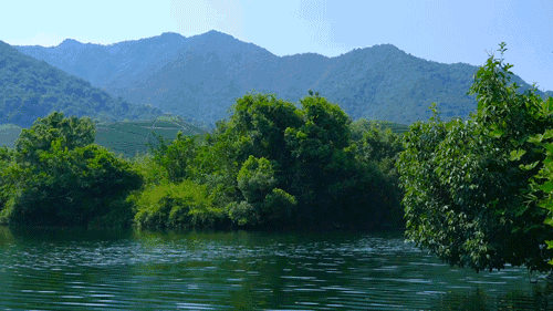 茗墅茶莊園，西湖以外的西湖