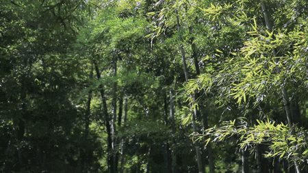 珀洱半坡，在竹海樹(shù)林之間盡享山間好風(fēng)光