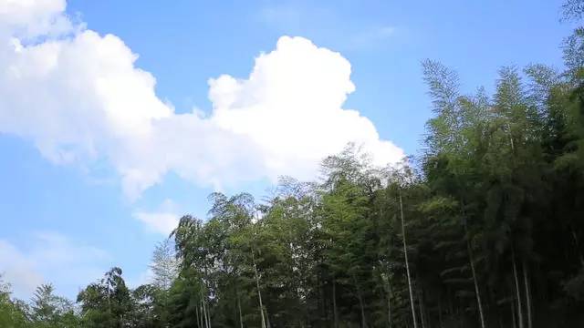 珀洱半坡，在竹海樹(shù)林之間盡享山間好風(fēng)光