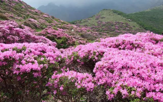 珀洱半坡，在竹海樹林之間盡享山間好風(fēng)光