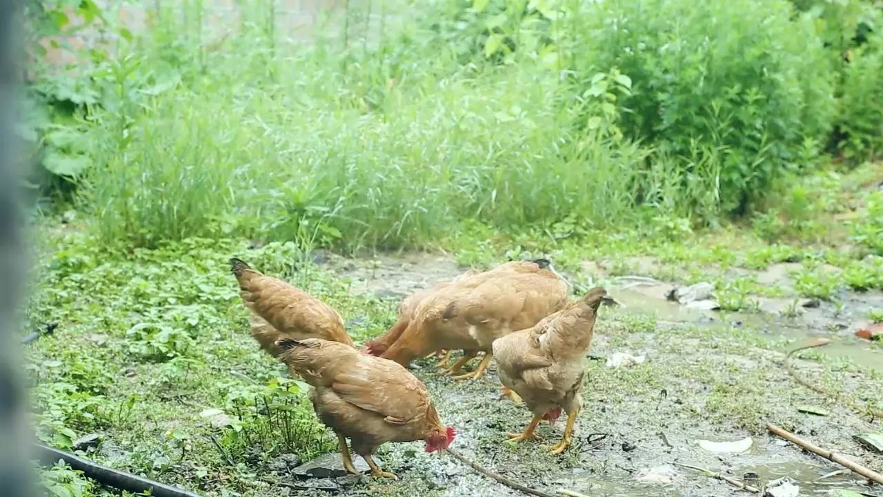 鳴林民宿，穿越千山萬水魂?duì)繅?mèng)索的只有家鄉(xiāng)