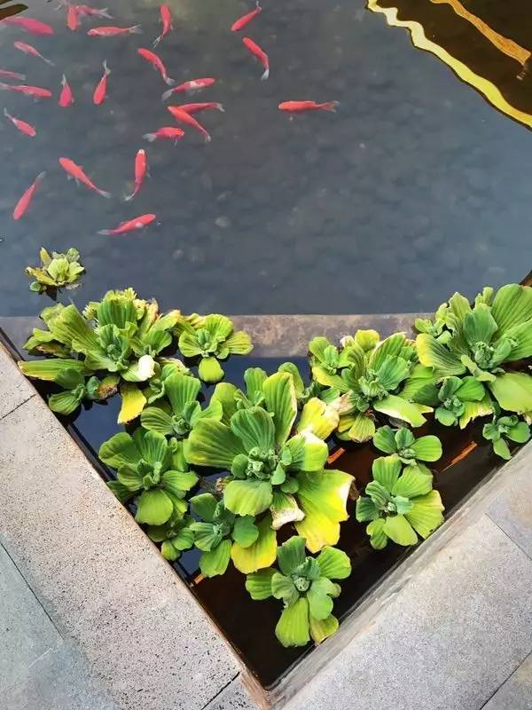 融居·銀箔泉，來銀箔泉邊喝茶看蒼山洱海