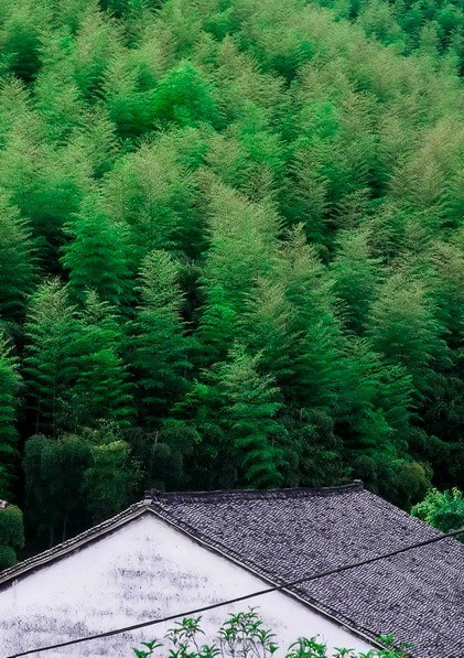 客堂間莫干山民宿，隱居深山聆聽自然