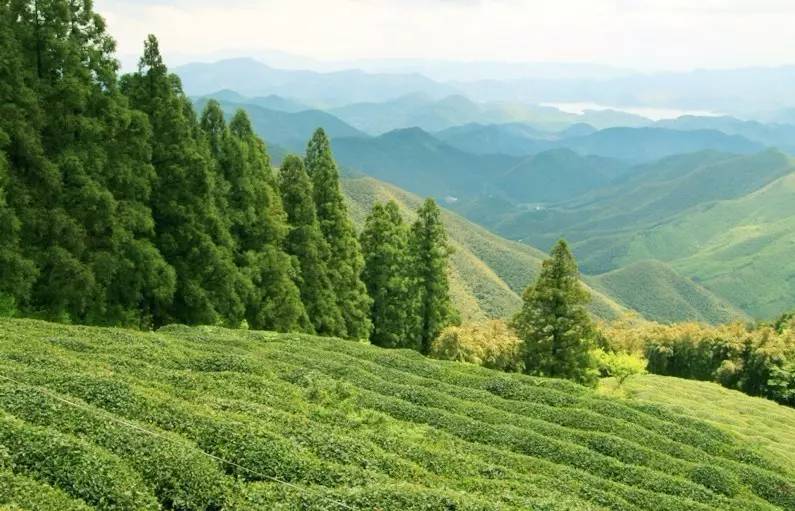 客堂間莫干山民宿，隱居深山聆聽自然