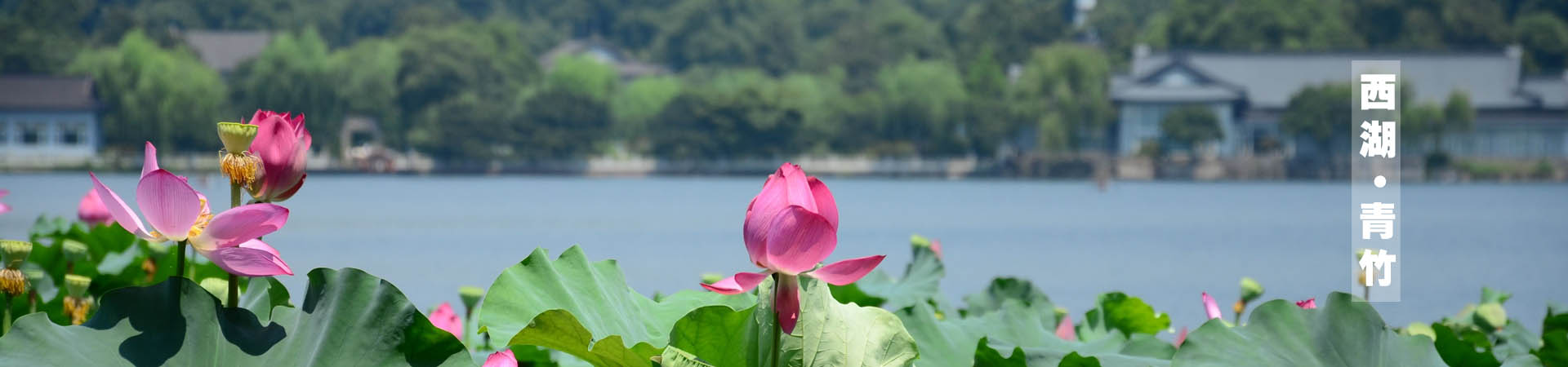 青桐·青竹茶舍，茶香縹緲靜賞西湖