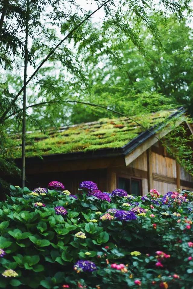 林中四舍民宿設(shè)計，一所鳥語花香的小木屋
