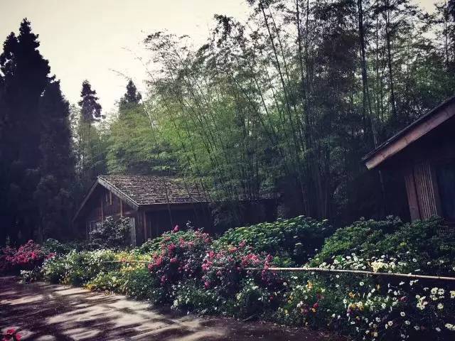 林中四舍民宿設(shè)計，一所鳥語花香的小木屋