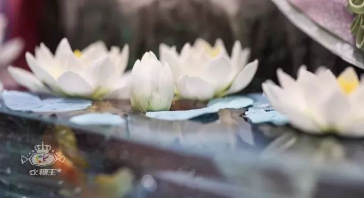 一代糖王，技術(shù)之路沒有終點(diǎn)不忘初心砥礪前行