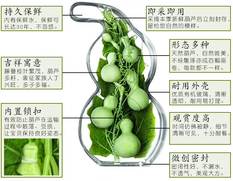 新鮮水葫蘆有機(jī)玻璃工藝品