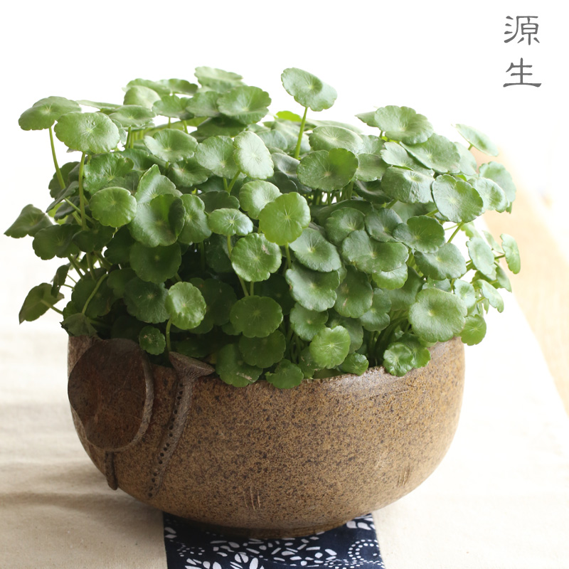 日式陶瓷水盂，可用作茶洗筆洗