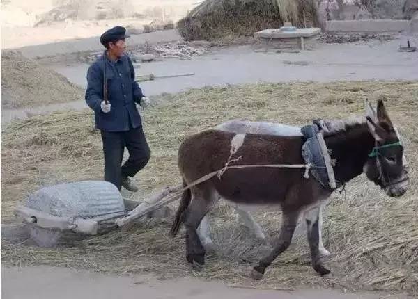 民俗文化童趣：二十年前割麥的童年