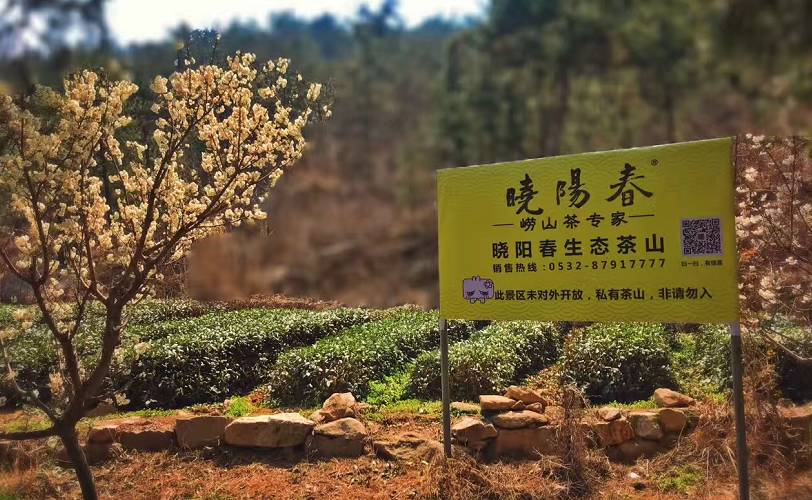 曉陽春茶，尋找茶道融于茶水中的美好生活