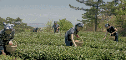 曉陽春茶，尋找茶道融于茶水中的美好生活