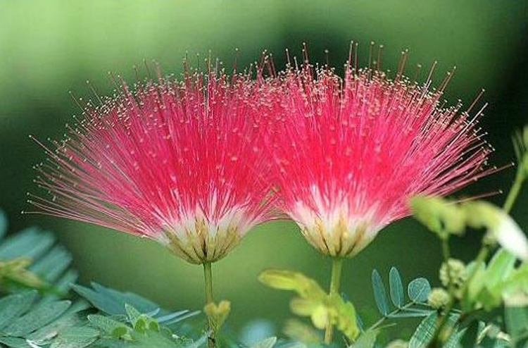 驚艷花朵風景圖片：花開并蒂美哉!