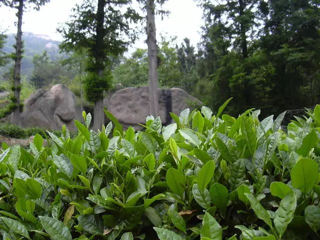 曉陽春茶，尋找茶道融于茶水中的美好生活