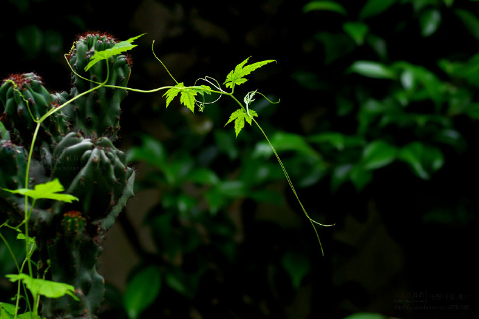 青絲綠葉迷人眼：一組清新植物風景攝影