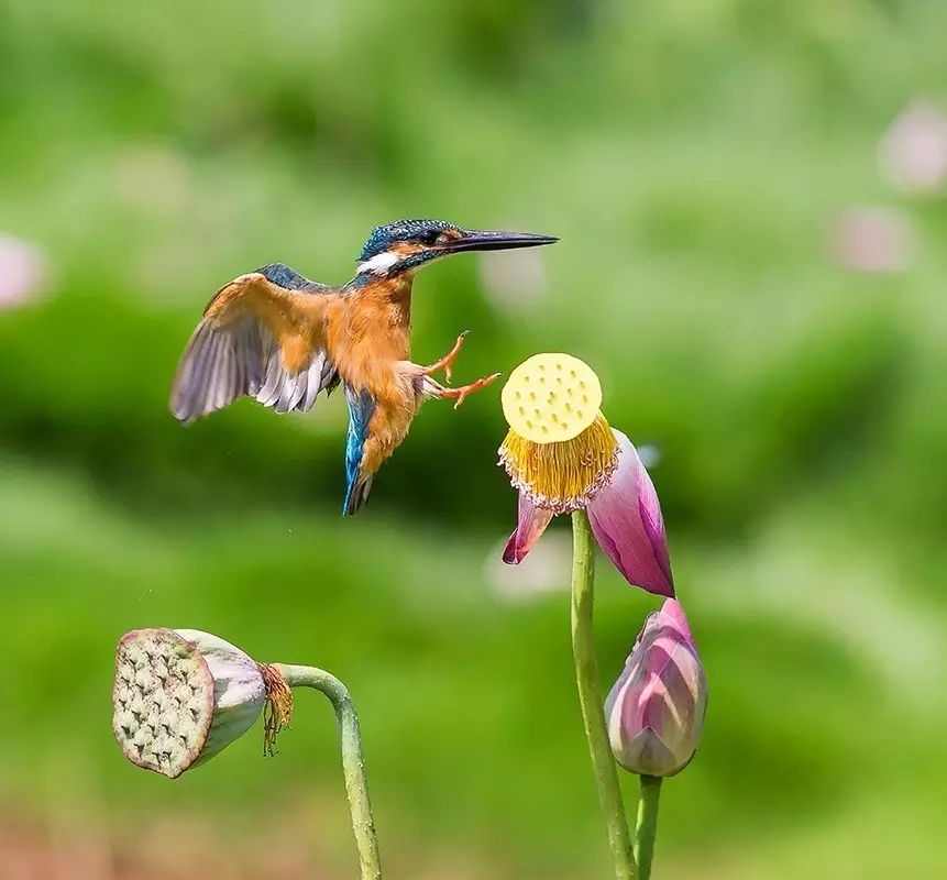 細(xì)微之美：一組荷花翠鳥美景圖