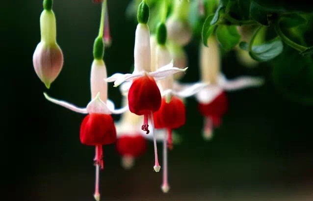 唯美風(fēng)景圖片：世界上最美倒掛金鐘花！