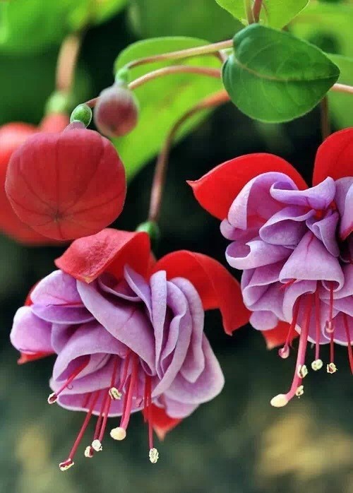 唯美風(fēng)景圖片：世界上最美倒掛金鐘花！