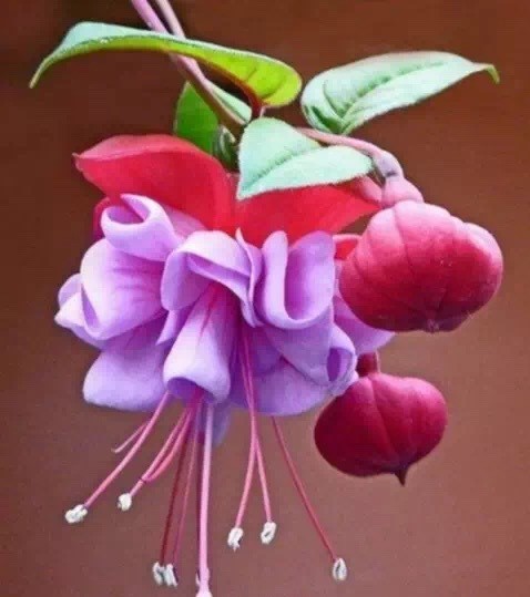 唯美風(fēng)景圖片：世界上最美倒掛金鐘花！