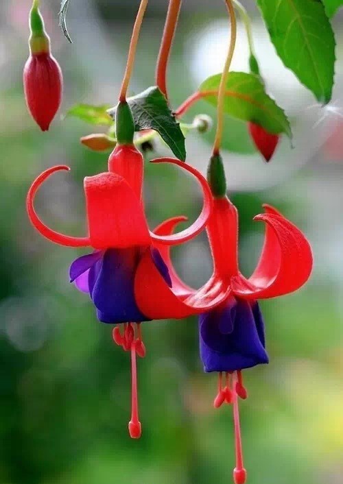 唯美風(fēng)景圖片：世界上最美倒掛金鐘花！