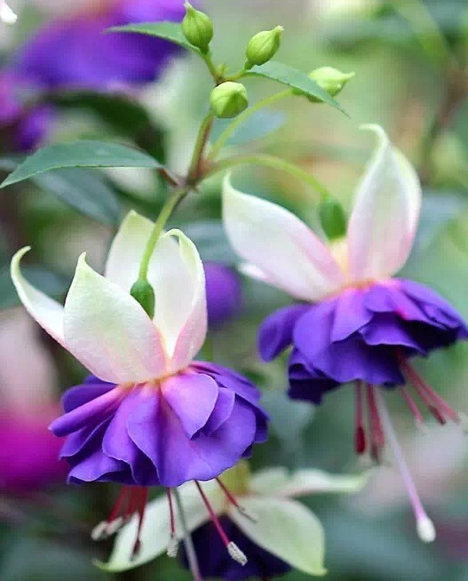 唯美風(fēng)景圖片：世界上最美倒掛金鐘花！