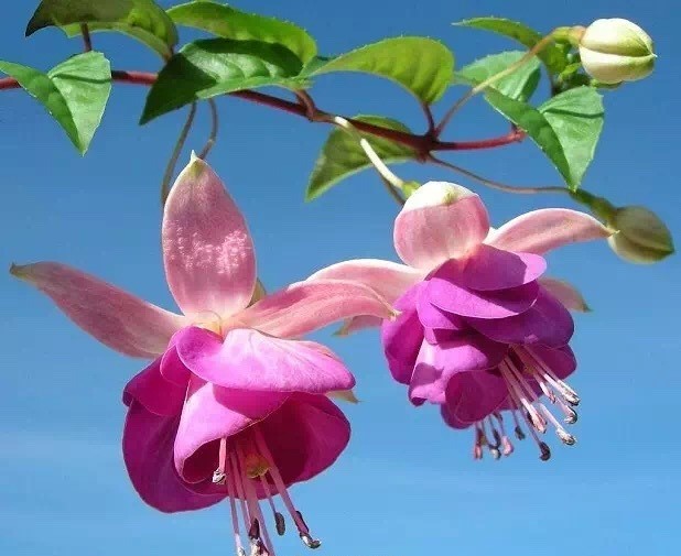 唯美風(fēng)景圖片：世界上最美倒掛金鐘花！