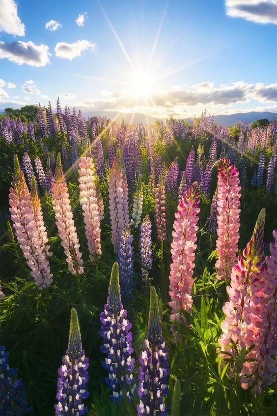 最美風(fēng)景《魯冰花》，送給母親的花！