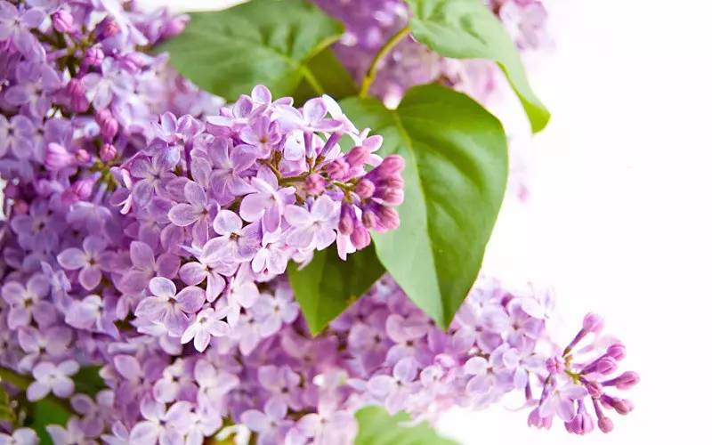 詩意風(fēng)景：一花一世界，一詩一情懷